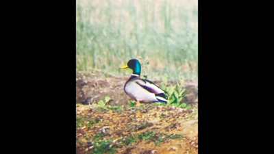 Migratory birds halve at Wadhwana in Vadodara
