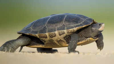 Tamil Nadu to set up modern turtle conservation centre