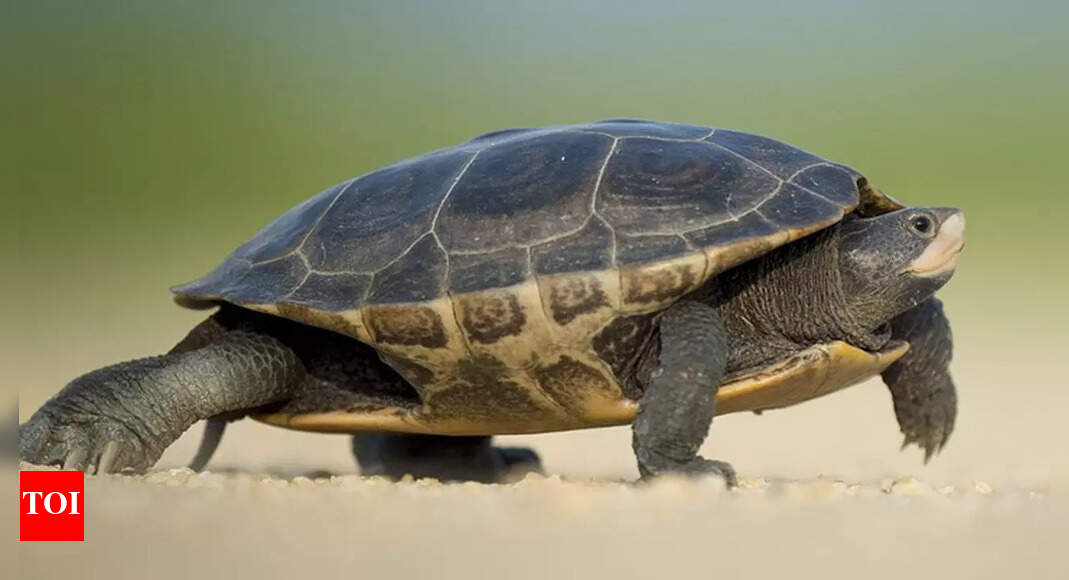 Tamil Nadu to set up modern turtle conservation centre Chennai News