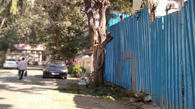 Mumbai: Why trees outside society compound slated for chopping; activist asks BMC