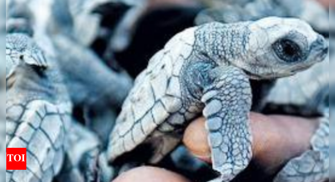 Tamil Nadu to set up modern turtle conservation centre Chennai News