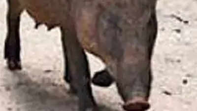 Wild boar injures couple in Gumla, hospitalised