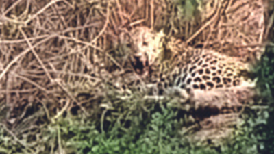 Leopard rescued from poachers' snare in Madhya Pradesh's Sagar