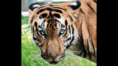 Forest Officer Hurt In Tiger Attack In Bandhavgarh | Bhopal News - Times of  India