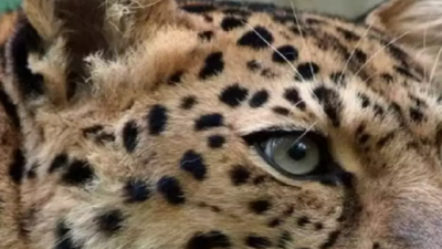 Boy killed in suspected leopard attack in Mysuru