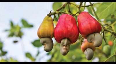 As cashew trees bloom, feni distillers hope for fruitful season