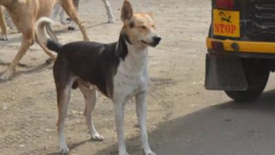 5-year-old dies after being attacked by street dog in Haridwar