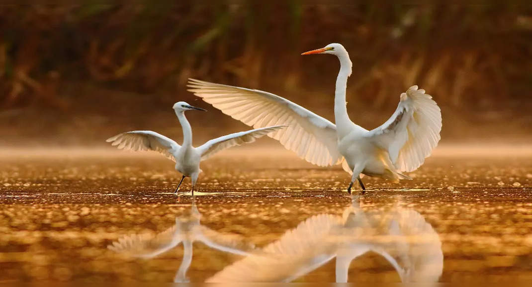 Uttar Pradesh to host 7th edition of UP Bird and Nature Festival in ...