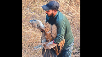 Eurasian Griffon Vulture Rescued Near Nahargarh | Jaipur News - Times ...