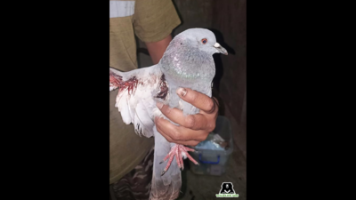 Kite flying turns lethal for birds in Vadodara