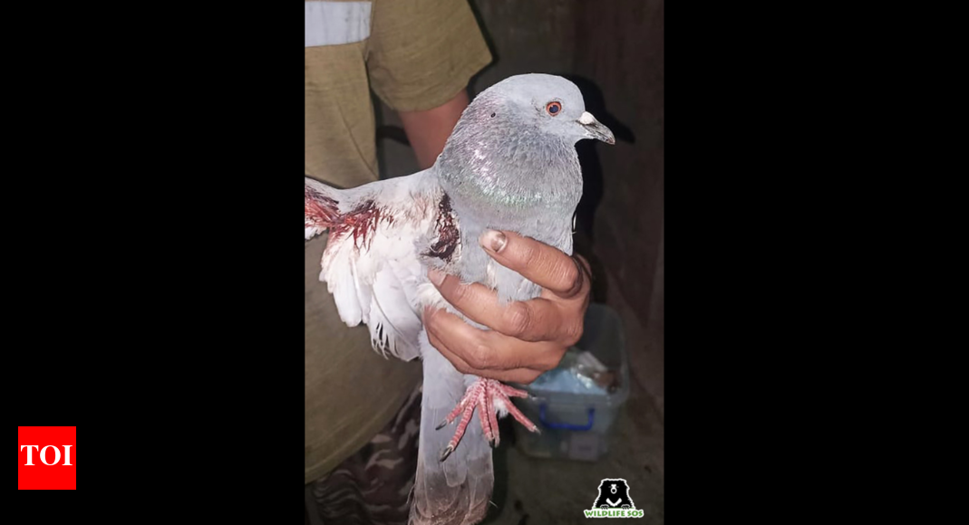 Kite flying turns lethal for birds in Vadodara Vadodara News Times of India