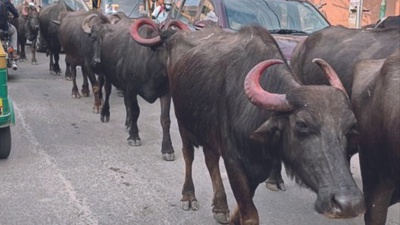 Buffaloes on roads irk some; Bruhat Bengaluru Mahanagara Palike says livelihood issue