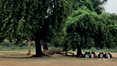 Haryana’s first tree census to be complete in 15 days, mapping to start by April