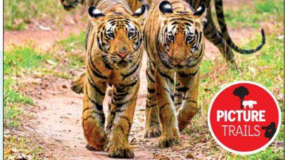 Non-native plant species may hit tigers, leopards, says study | Nagpur News - Times of India Non-native plant species may hit tigers, leopards, says study | Nagpur News - Times of India