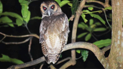 Birds of prey in focus at WWF’s raptor exhibition | Goa News - Times of ...