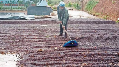 Untimely rain in Karnataka's Chikkamagaluru damages coffee, areca crops