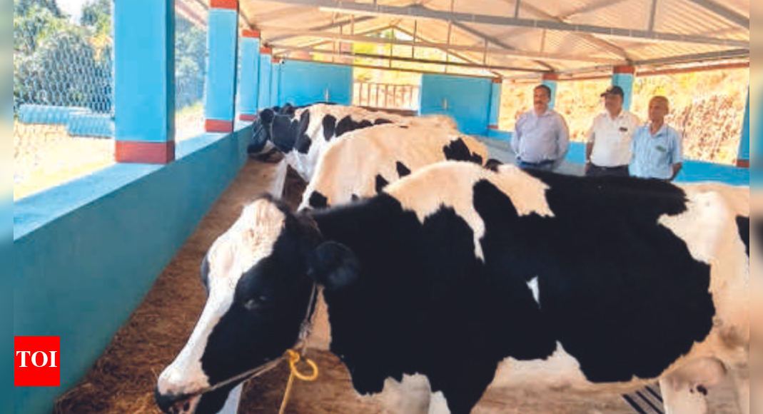 Karnataka Staterun goshala short on fodder Mysuru News Times of India