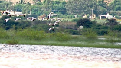 Seasonal visitors Bar-headed geese decline at Magadi and Bagalkot wetlands