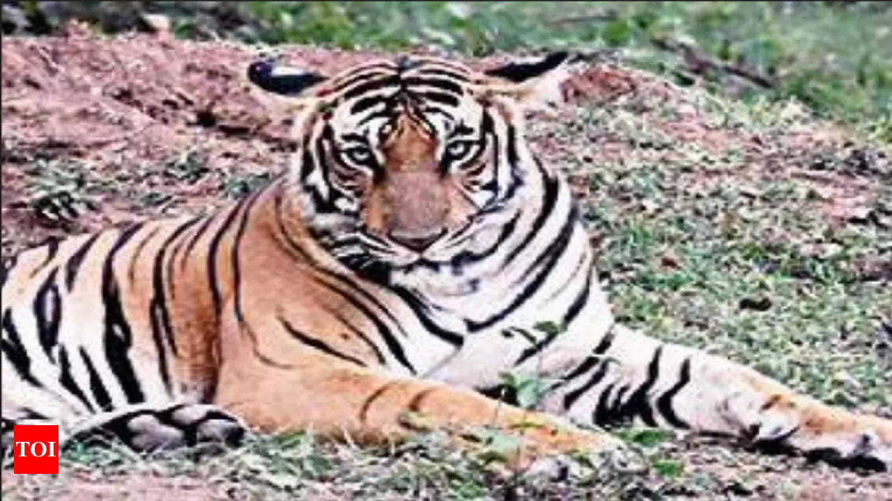 Pench Tiger Reserve, Satpura win award for doubling tiger numbers | Bhopal  News - Times of India