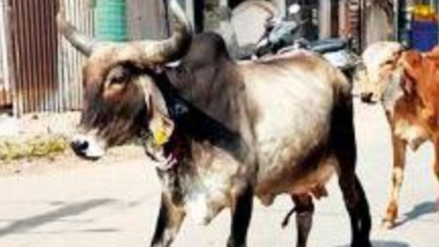 Cow dung stops radiation, urine cures illness, says judge in Tapi district