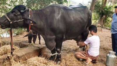 Murrah buffalo yields 27.42 kg milk, sets record