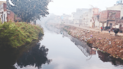 Will seal dairy unit, lift cattle if rule flouted: Municipal Corporation