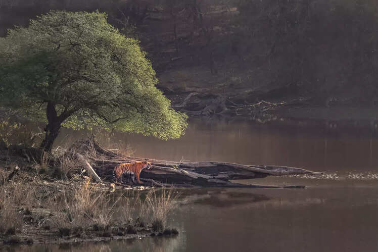 A tiger by the lake in Sawai's Ranthambore National Park
