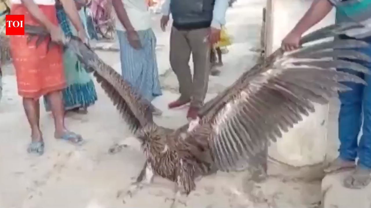 Good news for bird lovers: Himalayan vulture spotted in Saidpur Gadaur ...