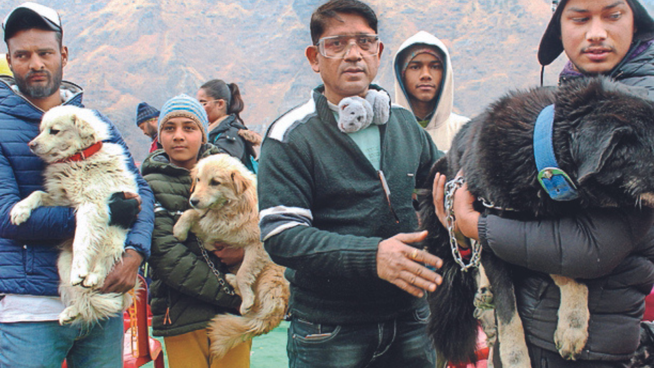 Animal lovers flock Joshimath to tend to abandoned pets | Dehradun News -  Times of India