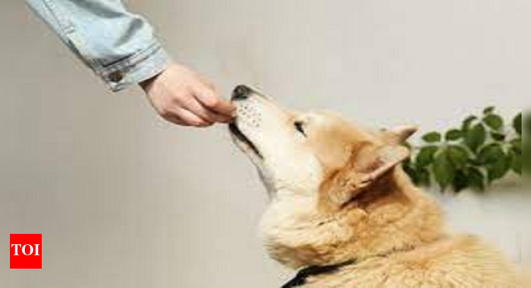 Farmer saves pet dog being dragged away by predator in Maharashtra ...