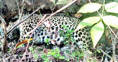 Rubber tube stuck in food pipe ‘kills’ leopard