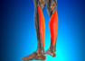 Exercises to strengthen soleus muscle