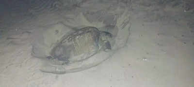 Olive Ridley turtles lay 100-plus eggs at Vagator, Cavelossim, Arambol beaches