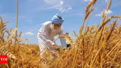 Climate Change May Hit Punjab Agri Output By 2050: Study | India News ...