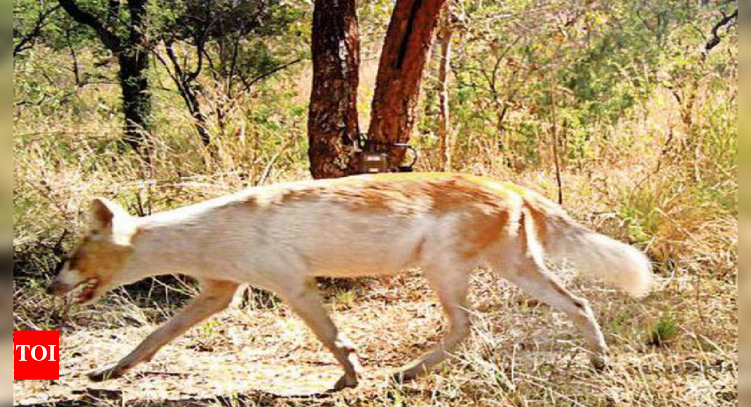 Karnataka Firstever albino dhole recorded Cauvery sanctuary in