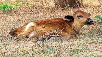 8 calves die in a month at Koila in Karnataka