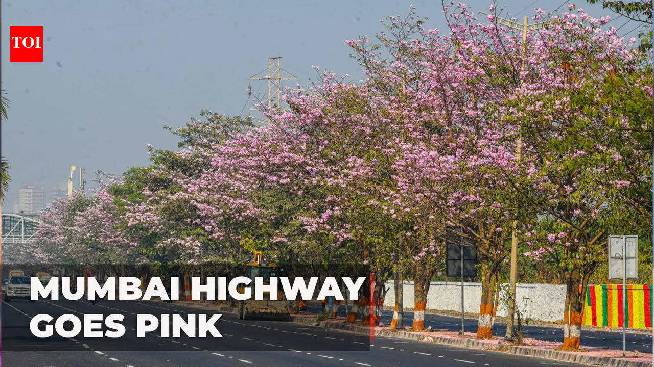 Lovely sight of pink blooming flowers along Eastern Express Highway in ...
