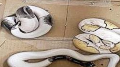 3 flyers held in Bengaluru's KIA with 14 exotic snakes, 4 monkeys