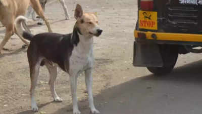 Dog on biting spree beaten to death in Bihar's Ara