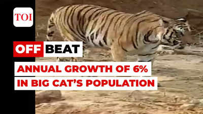 Govt tells SC: India now home to 70% of world’s tigers