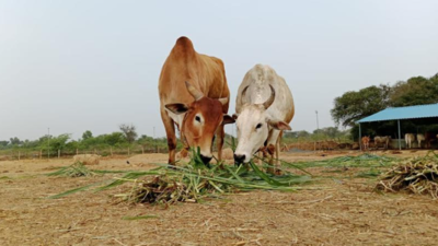 Supreme Court allows Tiruvallur shelter to keep rescued cattle