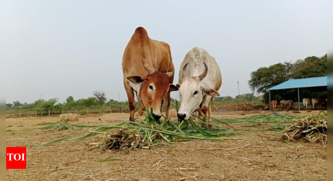 Supreme Court allows Tiruvallur shelter to keep rescued cattle