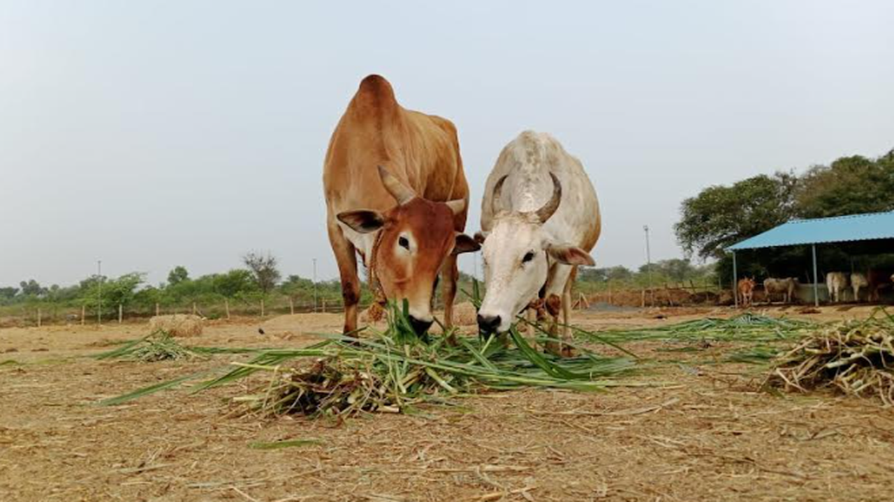 5 student farmers choose sanctuary over slaughter for the animals