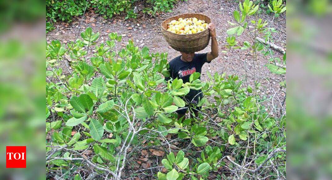 Cashew zone auctions begin, 187 disposed of so far Goa News Times