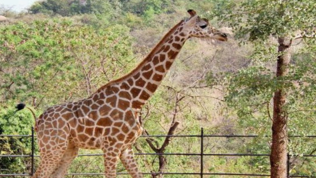 Giraffe is latest addition to Kamalapur zoological park | Hubballi News -  Times of India