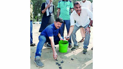 Turtle hatchlings released into sea near Chavakkad