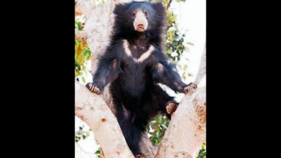 Pair of sloth bears to be shifted to Sariska