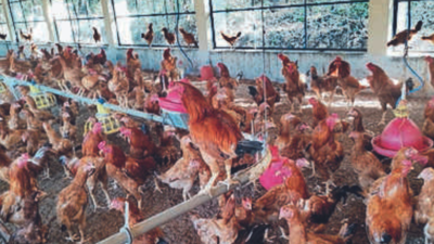 High demand in Karnataka's Dakshina Kannada for Asil chicken
