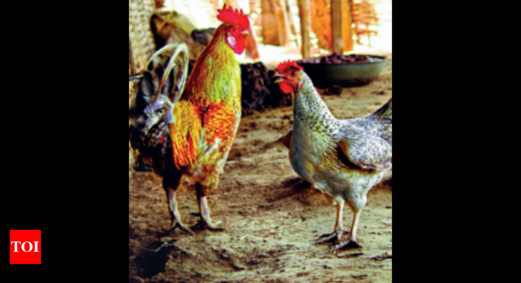 गुजरात की अंकलेश्वर मुर्गे की नस्ल में जेनेटिक बदलाव आया है  वडोदरा समाचार – टाइम्स ऑफ इंडिया