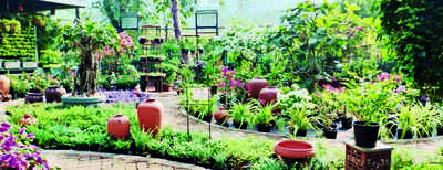 Govt to set up nursery in Goa to supply chonak seeds
